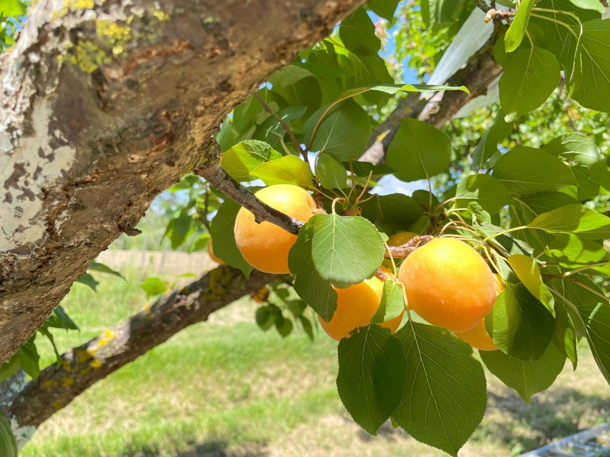 Il Leccio Agriturismo Fiorino Kültér fotó