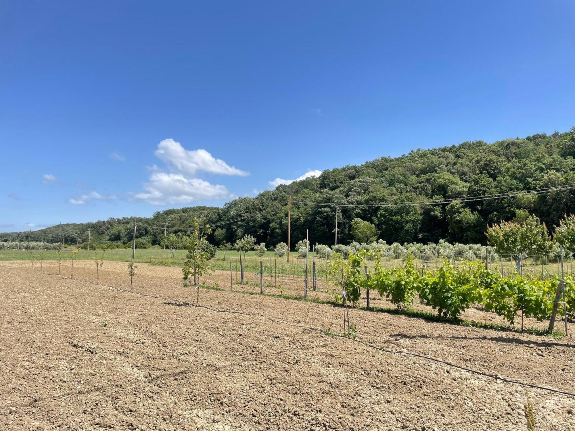 Il Leccio Agriturismo Fiorino Kültér fotó
